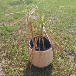 BEAUTIFUL Pink And Green Rooted Triplet Palm Tree (3ft Tall X 2ft Wide) Plant Potted In Strong Pink Ceramic Pot Only $10!!!! 