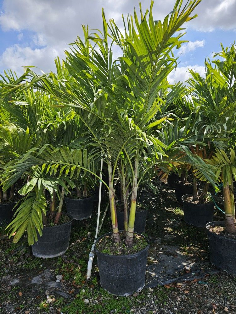 Crhistmas Pals Tall Full Green  Fertilized  Ready For Planting Instant Privacy Hedge  Same Day Transportation 
