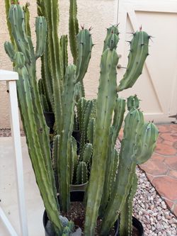 Cactus Plants