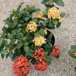 Ixora Maui Duo Plant 