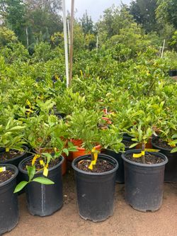 5 Gallon Size- Fruiting Age- Citrus Trees