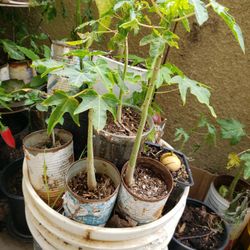 Papaya Tree 🌳
