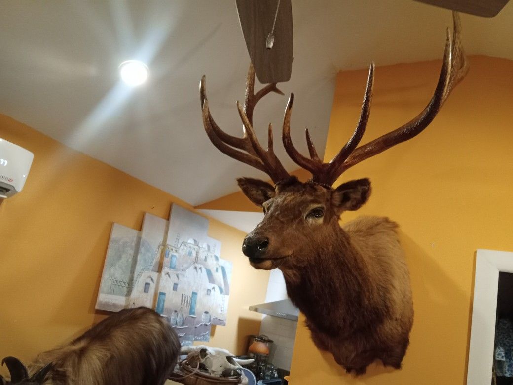 Taxidermy 7+7 Points