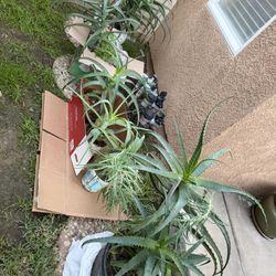 Plants For Sale Alo Vera 