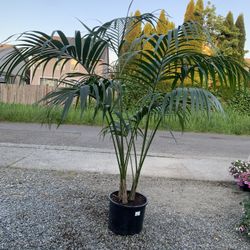Kentia