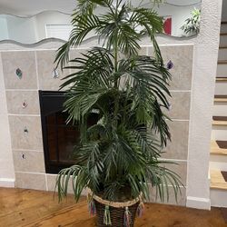  Nice Artificial Palm Tree