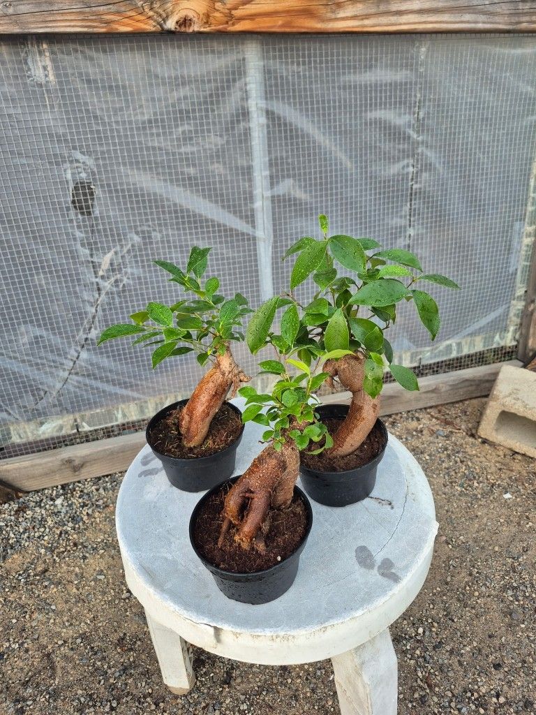 Ficus Gensing Plant 4" Pot $5  Each