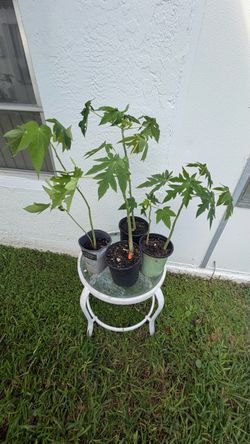 Tall Papaya Plants – 24–30” – $10 Each 🌱
