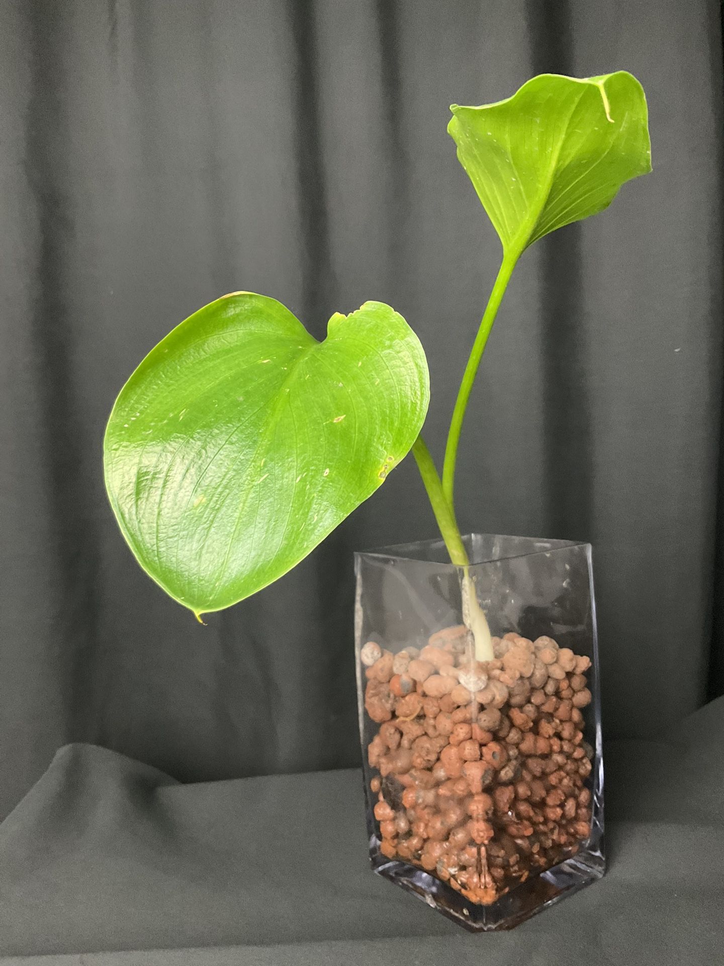 Plant + Tools 35ave/glendale