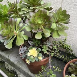 Beautiful Large Succulent 