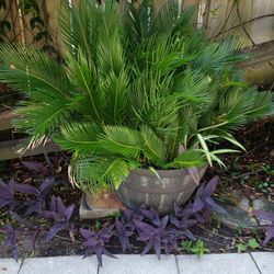 Barrel of SEGO Palms