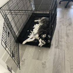 Large Kong Dog Crate