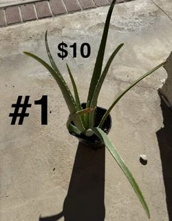 Live Aloe Vera Plant