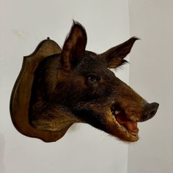 Boars head Mount