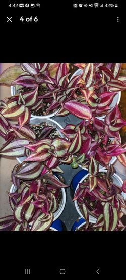 🌿 Tradescantia Zebrina (Wandering Jew / Inch Plant) Cuttings 🌿

Beautiful, fast-growing houseplant cuttings available! Each cutting is about 7 inche
