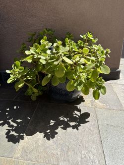 Moving sale - Plants Available Make An Offer :)