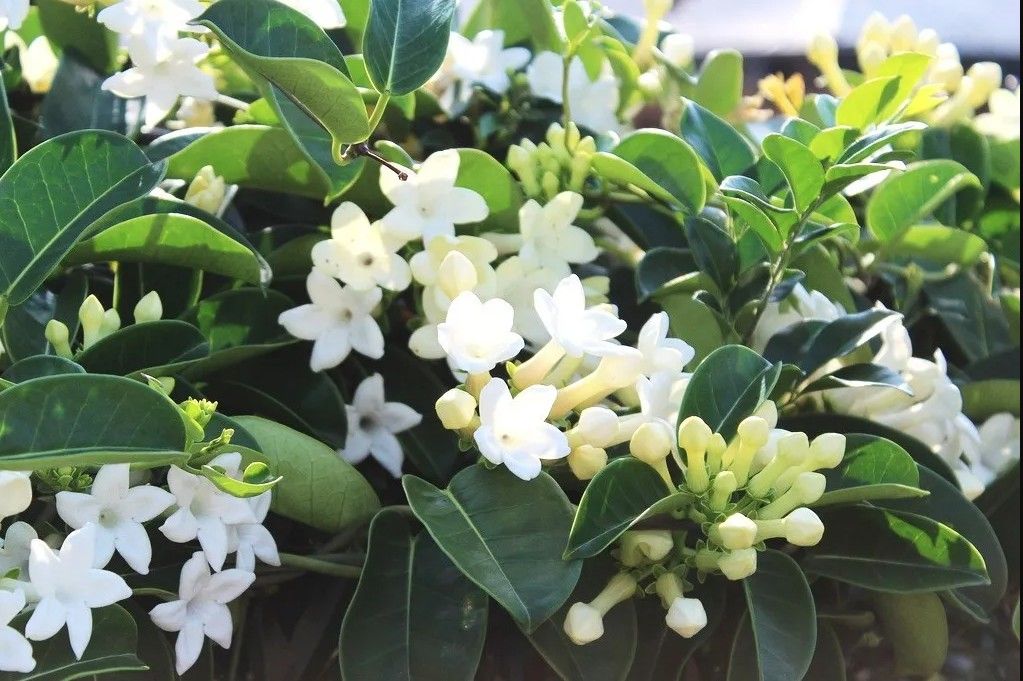 LIVE PLANT 2 3ft Stephanotis floribunda Bride's bouquet Madagascar Jasmine