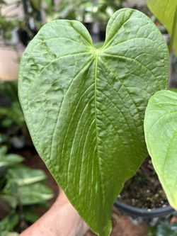 Anthurium Rugulosum