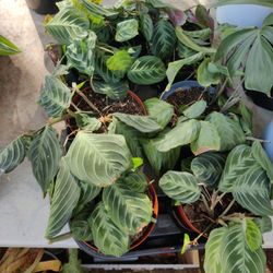 Misfits Indoor Plants $5