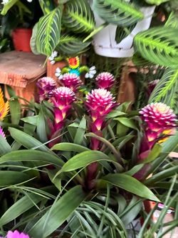 Sunday sale bromeliads in 4” pots $5 each