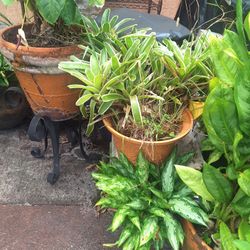 Plants/Pots  For Sale,  $1-5 Small, Price Varies 