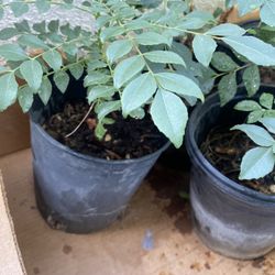 Curry Leaf Plants