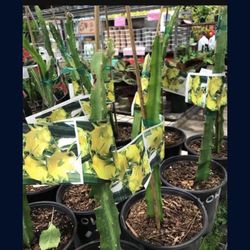 Colomban Yellow Dragon Fruit Seedling Plant