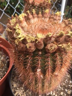 Cactus