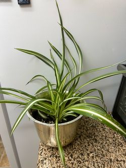 Spider 🕷️ Plant 🪴