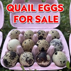 Fertilized Jumbo Coturnix Quail Eggs