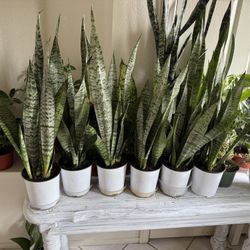 💙Snake plant produce oxygen at night, making them ideal for bedrooms to enhance sleep quality💙32”H