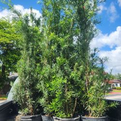 Beautiful Podocarpus Plants For Inmediate Privacy!!!  6 Feet Tall! Fertilized 