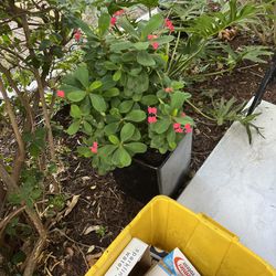 Large Crown Of Thorns Plant