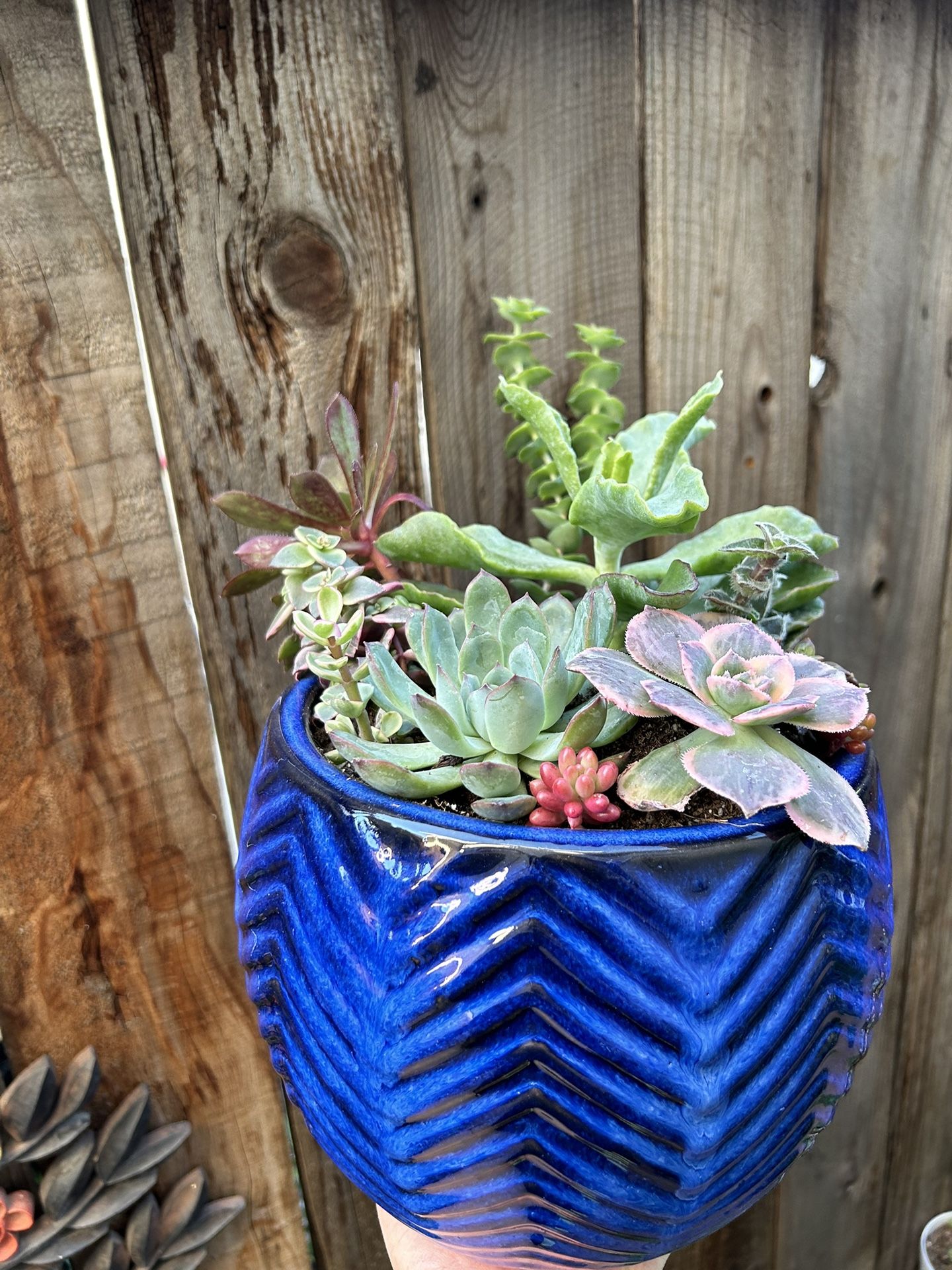 Succulent Flower Pot
