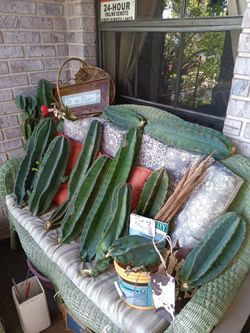 Scratch & Dent Peruvian Apple Cactus Cuttings $5-$15-Deltona, Fl Pickup