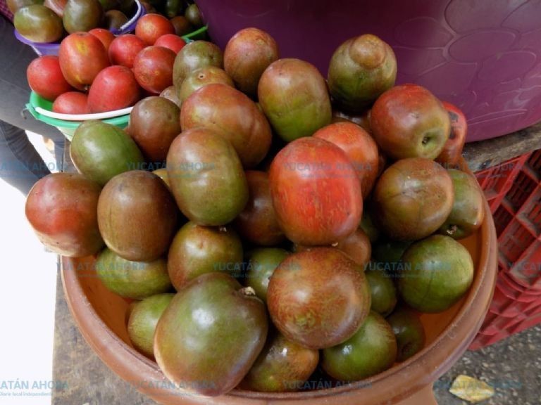 ÁRBOLES DE CIRUELA O JOCOTE EN VENTA, NO VENDO FRUTA SOLO ÁRBOLES