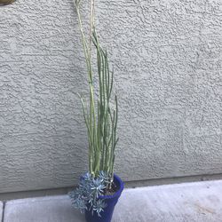 Pedilanthus “lady slipper” & blue chalk stick succulent Plant 