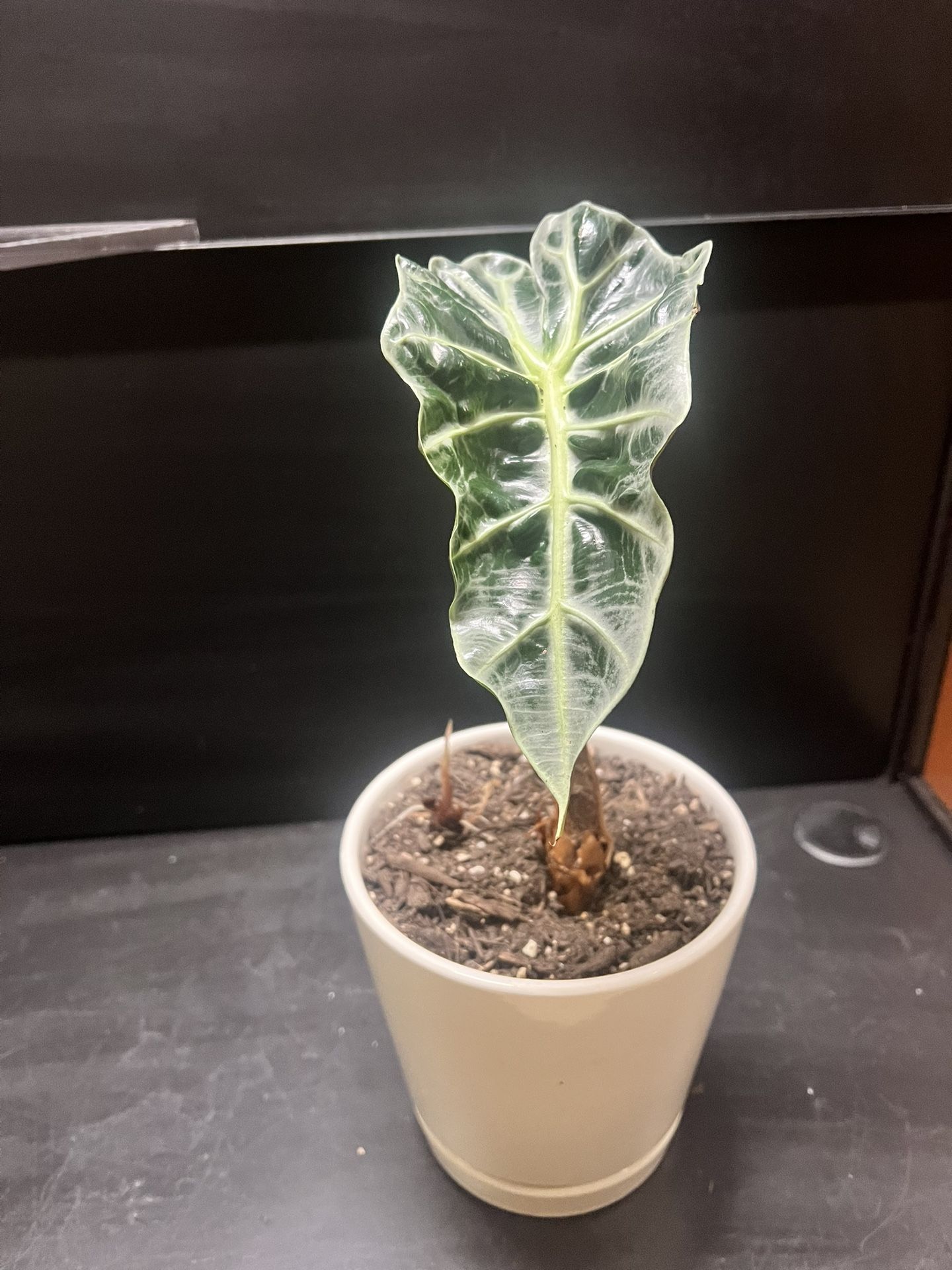 Plant - Alocasia Polly