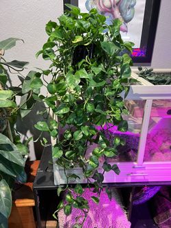 Pothos House Plant