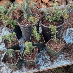 Christmas Trees And Conifer Seedlings