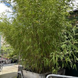 Bamboo 30” Box Size 