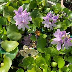 Water 💦 Hyacinth 🪻 Pond Plants 🪴 $3