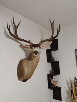 Mule deer