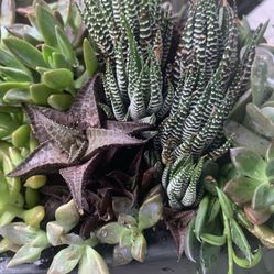 Succulents Black Vase/ Home Decor Accent/indor Plant/ Outdoor Plant / Exotic Plant/ Suuculents Arrangement 