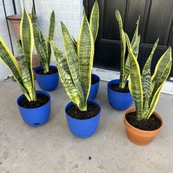 Snake Plant Houseplant Live Plantas Home Decor - 15 each 2ft 