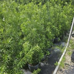 clusias podocarpus  Only  instant privacy  Hedge  for fences 