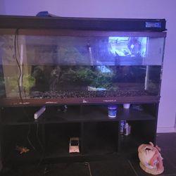 50 Gal Fish Tank With Stand