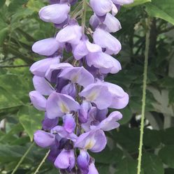 Chinese Wisteria Seedling, Flowers Will Be Lavender Color $5