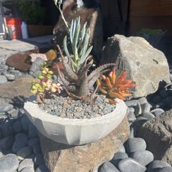 Live Indoor/Outdoor Succulents in Handmade Cement Planter