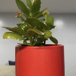 kalanchoe blooming red flowers with cermic red pot